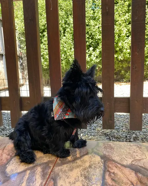 Dante, terrier escocés, en la terraza