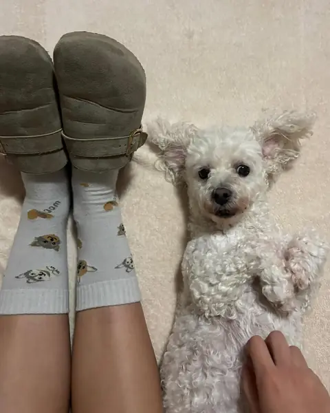 Gretchen, poodle blanca