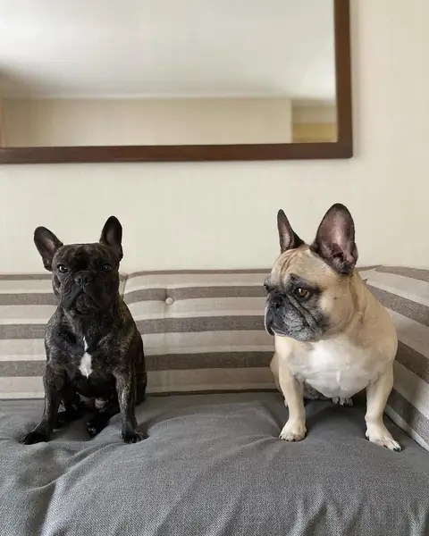 Minga y Pepita, dos bulldog francés, en el sillón de la casa