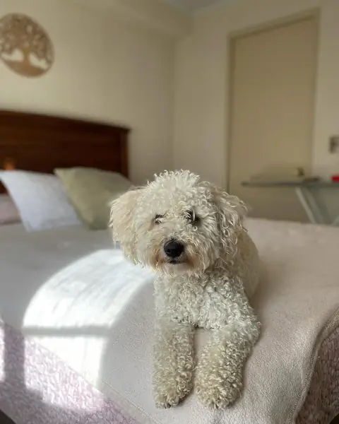 Polo, poodle blanco